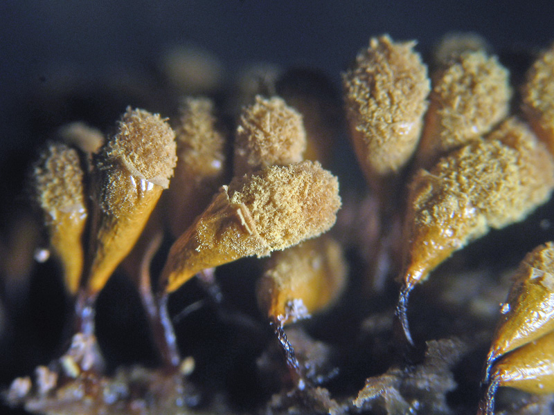 Hemitrichia sp. ?